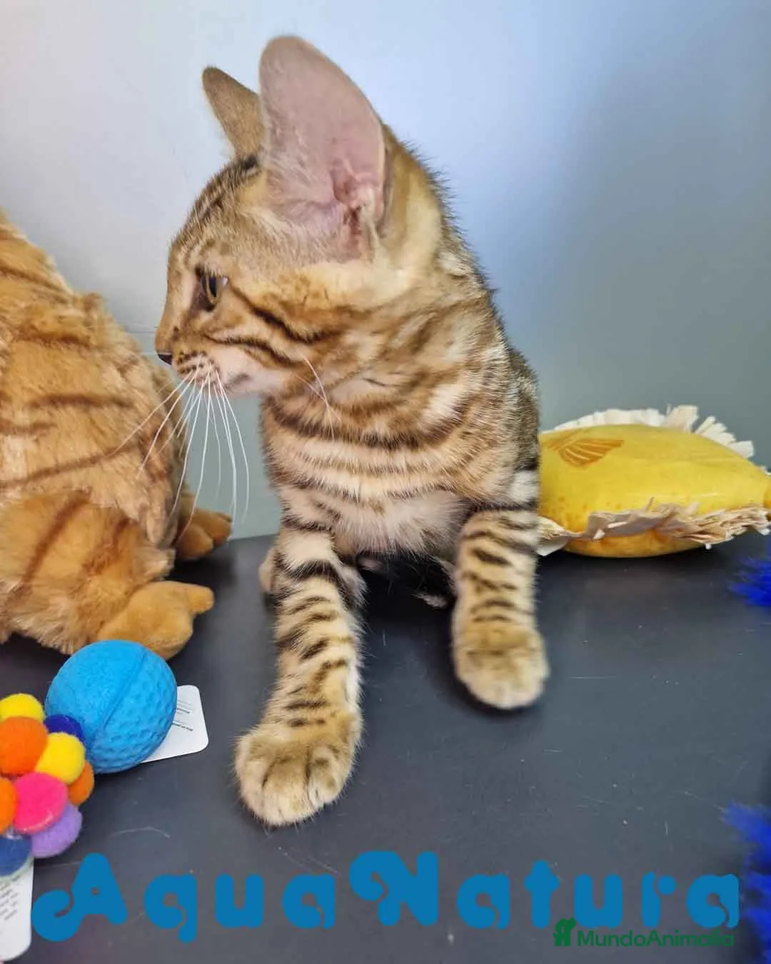 Bengalí gatos en venta: Bengali Macho 4605 AQUANATURA - Anuncio 5