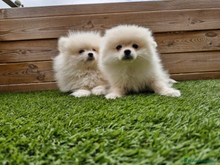 Pomerania perros - Anuncio 33