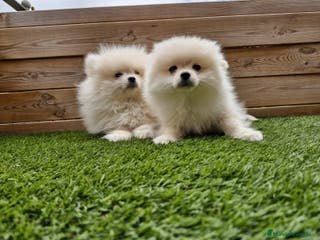 Pomerania perros POMERANIA - Anuncio 25