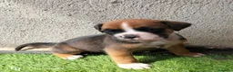 Boxer perros en venta: Boxer - Anuncio 4