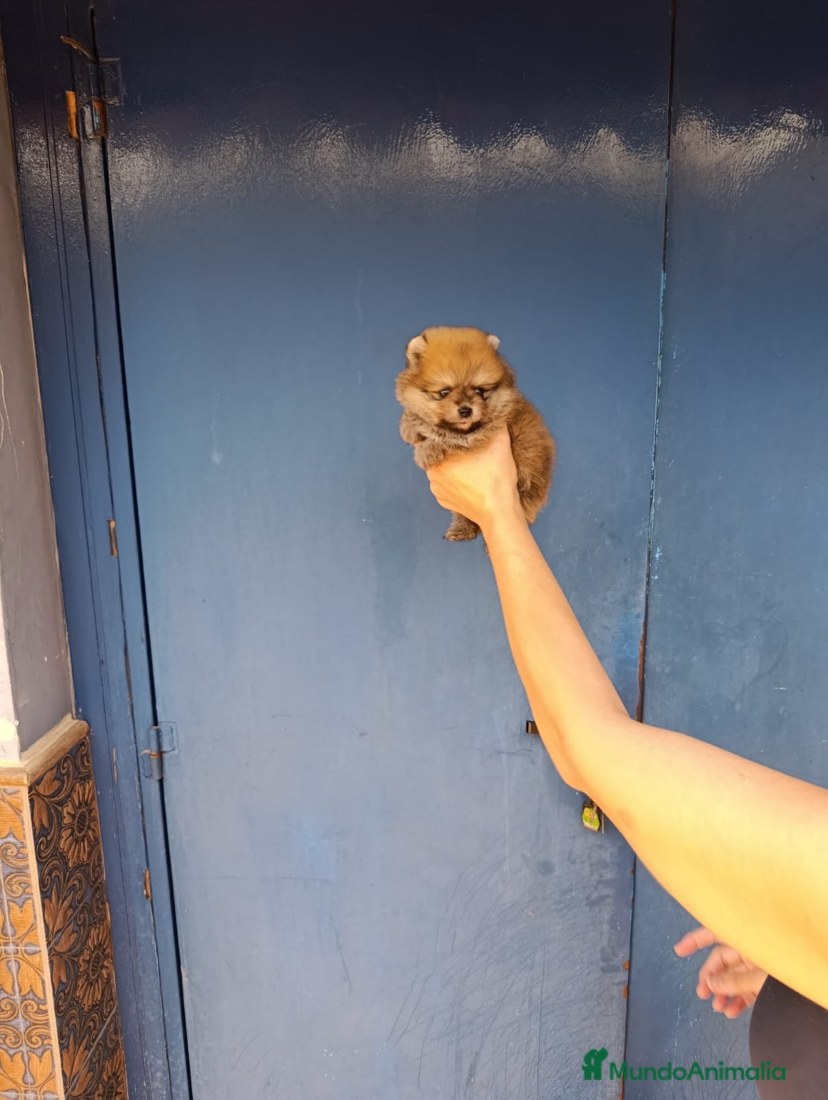 Pomerania perros Ositos pomerania toy ‼️ - Anuncio 1