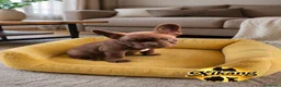 Bulldog Francés perros en venta: Bulldog francés chocolate - Anuncio 3