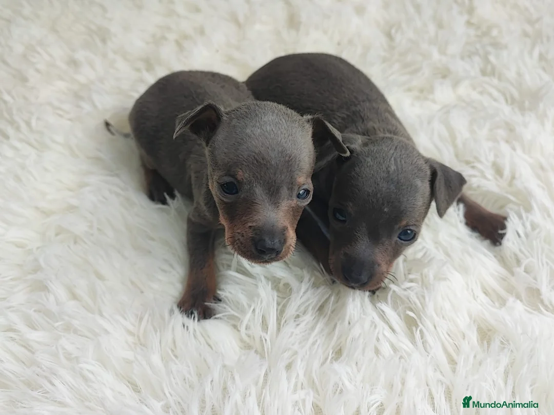 Ratón de Praga perros en venta: RATÓN DE PRAGA BLUE - Anuncio 4