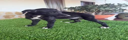 Galgo Español perros en venta: GALGOS ESPAÑOLES - Anuncio 4