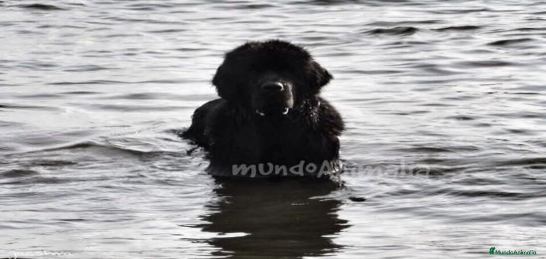 Imagen de galería {{count}}