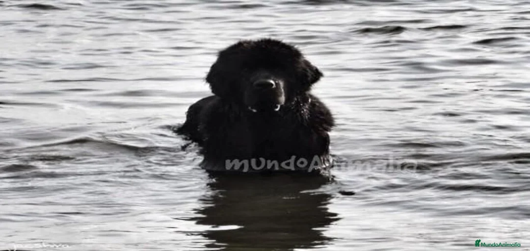 Imagen de galería {{count}}