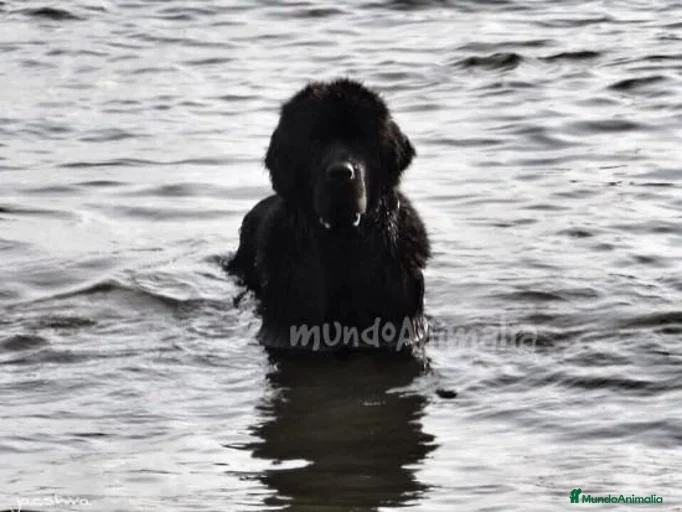 Imagen de galería {{count}}