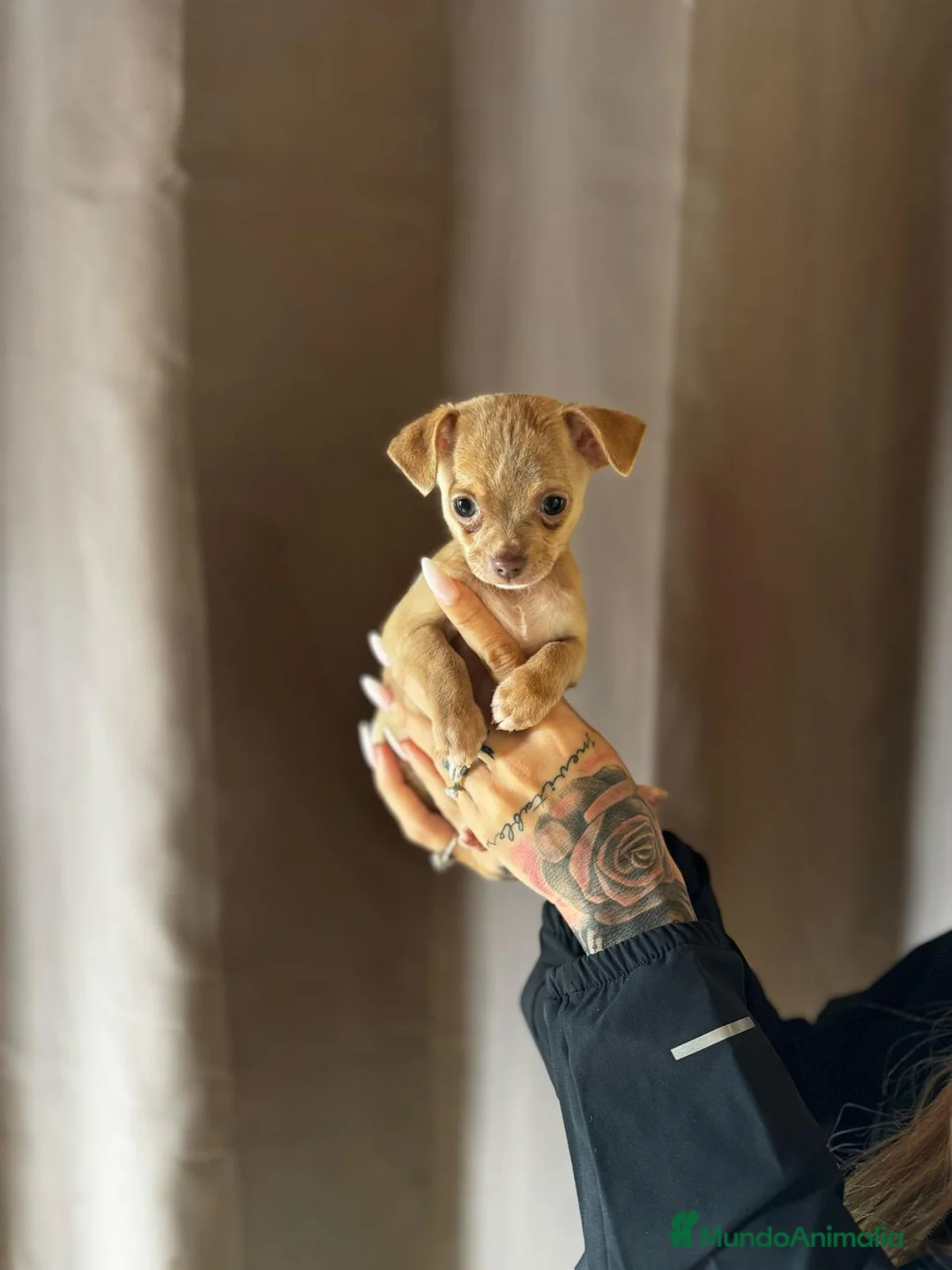 Chihuahua perros en venta: Chihuahua de capricho💜 en Illes Balears - Anuncio 3