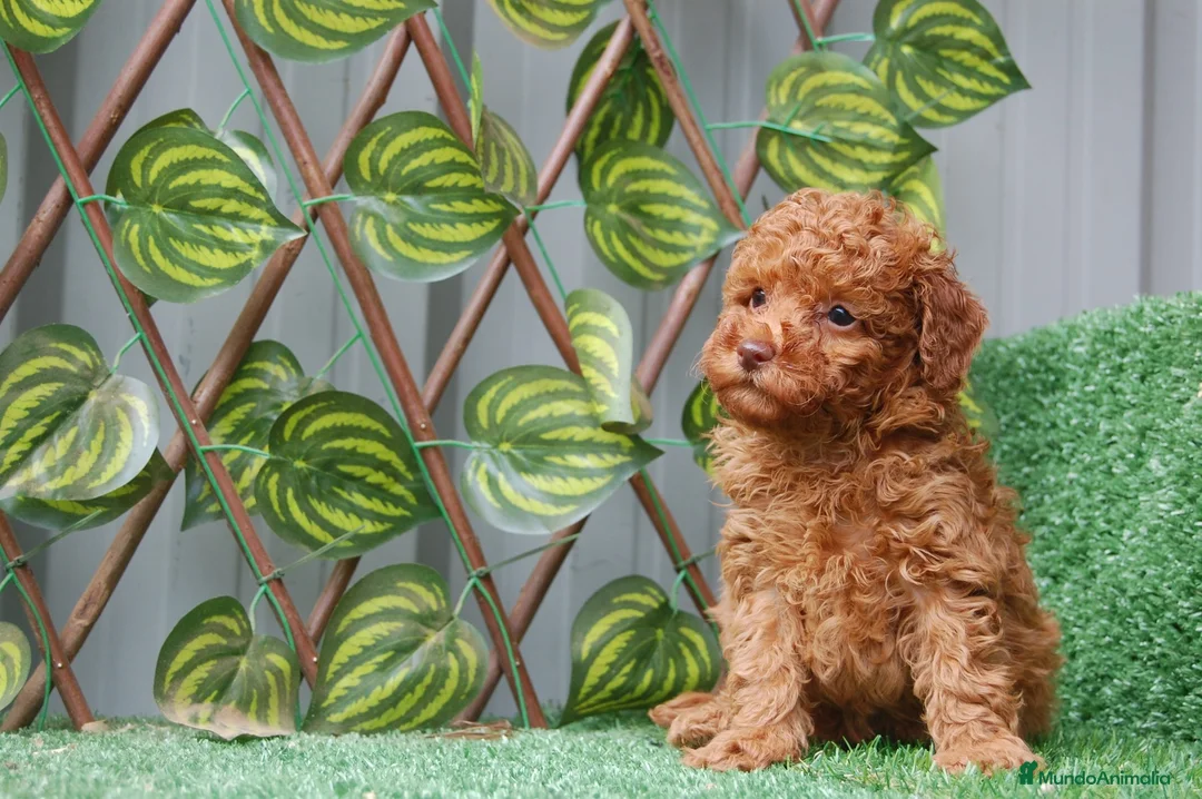 Caniche Toy perros en venta: Preciosa camada de Caniche toy  en Granada - Anuncio 4