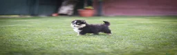 Pomsky perros en venta: Pomsky toy F3 - Anuncio 15