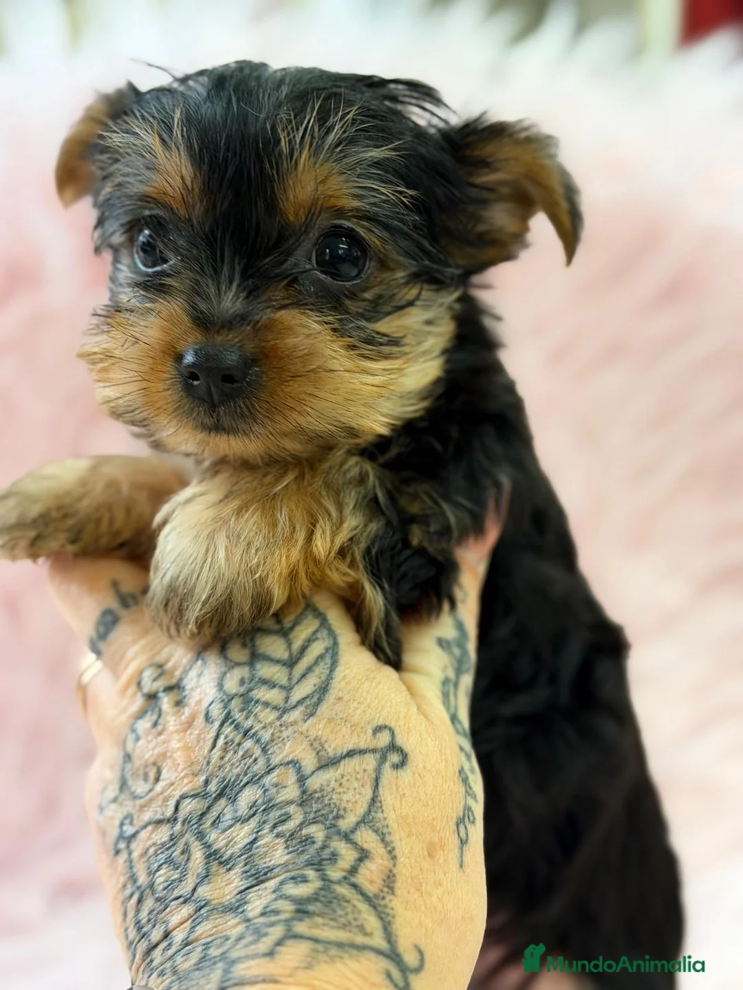 Yorkshire Terrier perros en venta: YORKSHIRE NEGRO FUEGO - Anuncio 3