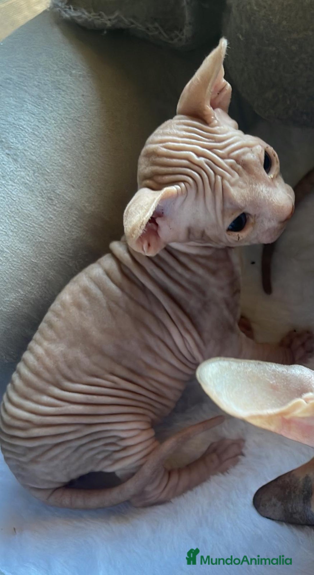 Sphynx gatos en venta: Sphyn - Imagen 4
