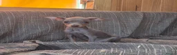 Pinscher Miniatura perros en venta: Pinscher Miniatura Cachorros Merle  - Anuncio 2