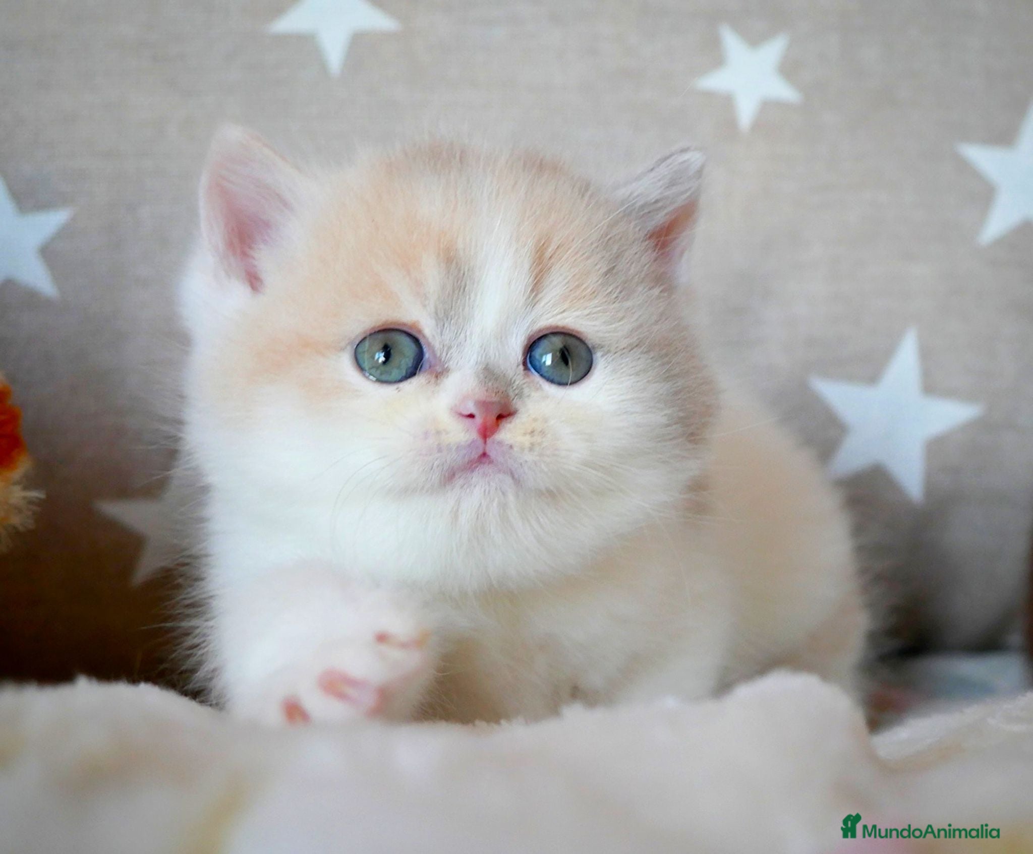Británico de Pelo Corto gatos en venta: British Shorthair y Longhair – Criadero familiar - Anuncio 1