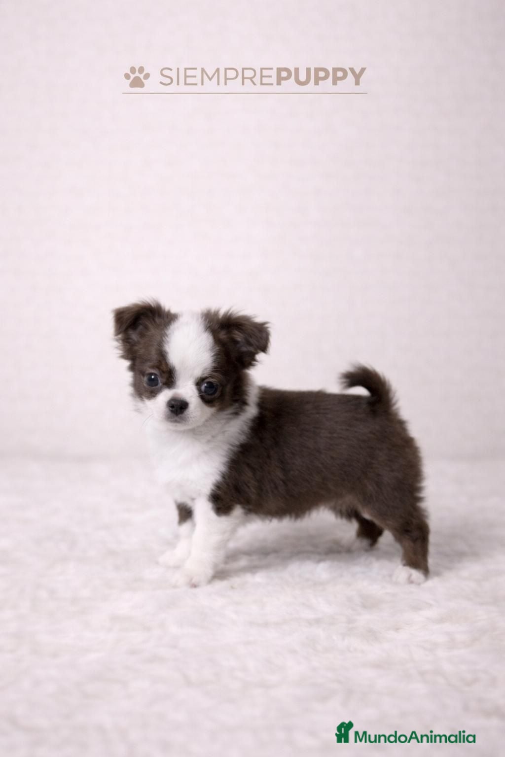 Chihuahua perros CHIHUAHUA TOY CHOCOLATE PELO LARGO - Anuncio 4