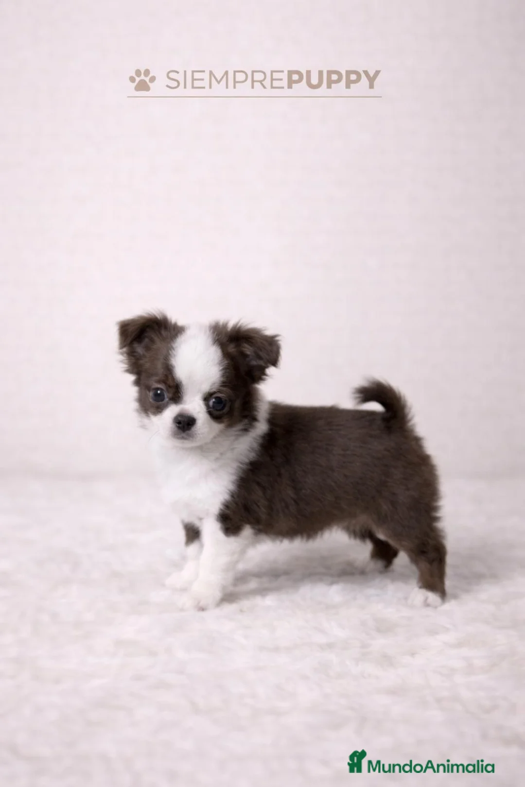 Chihuahua perros en venta: CHIHUAHUA TOY CHOCOLATE PELO LARGO - Anuncio 1