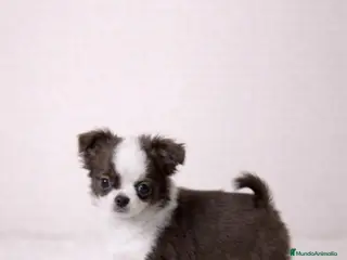 Chihuahua perros CHIHUAHUA TOY CHOCOLATE PELO LARGO - Anuncio 4