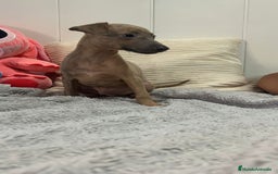 Pequeño Lebrel Italiano perros en venta: Piccolo italiano  - Imagen 6