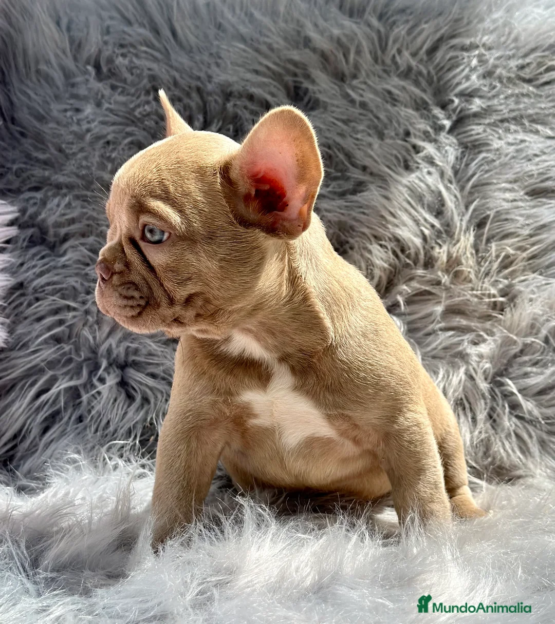 Bulldog Francés perros en venta: BULLDOG FRANCÉS ISABELLA NEW SHADE en Barcelona - Anuncio 1