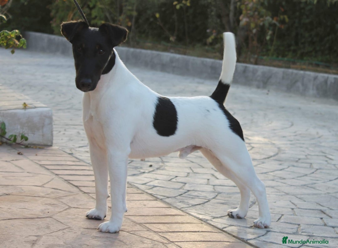 Fox Terrier de Pelo Liso perros en venta: Disponible fox terrier pelo liso - Imagen 4