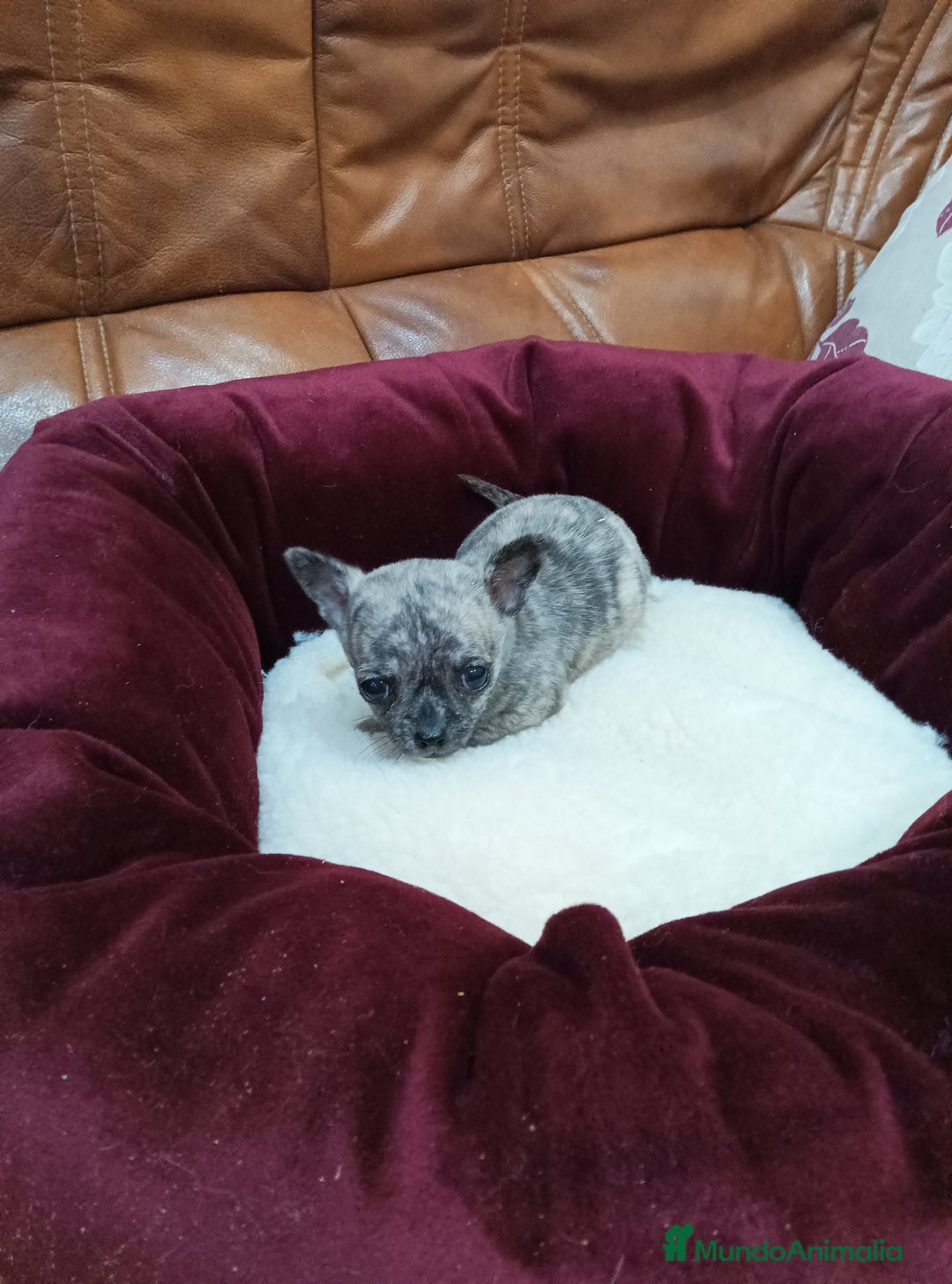 Chihuahua perros en venta: CHIHUAHUA TOY - Anuncio 3