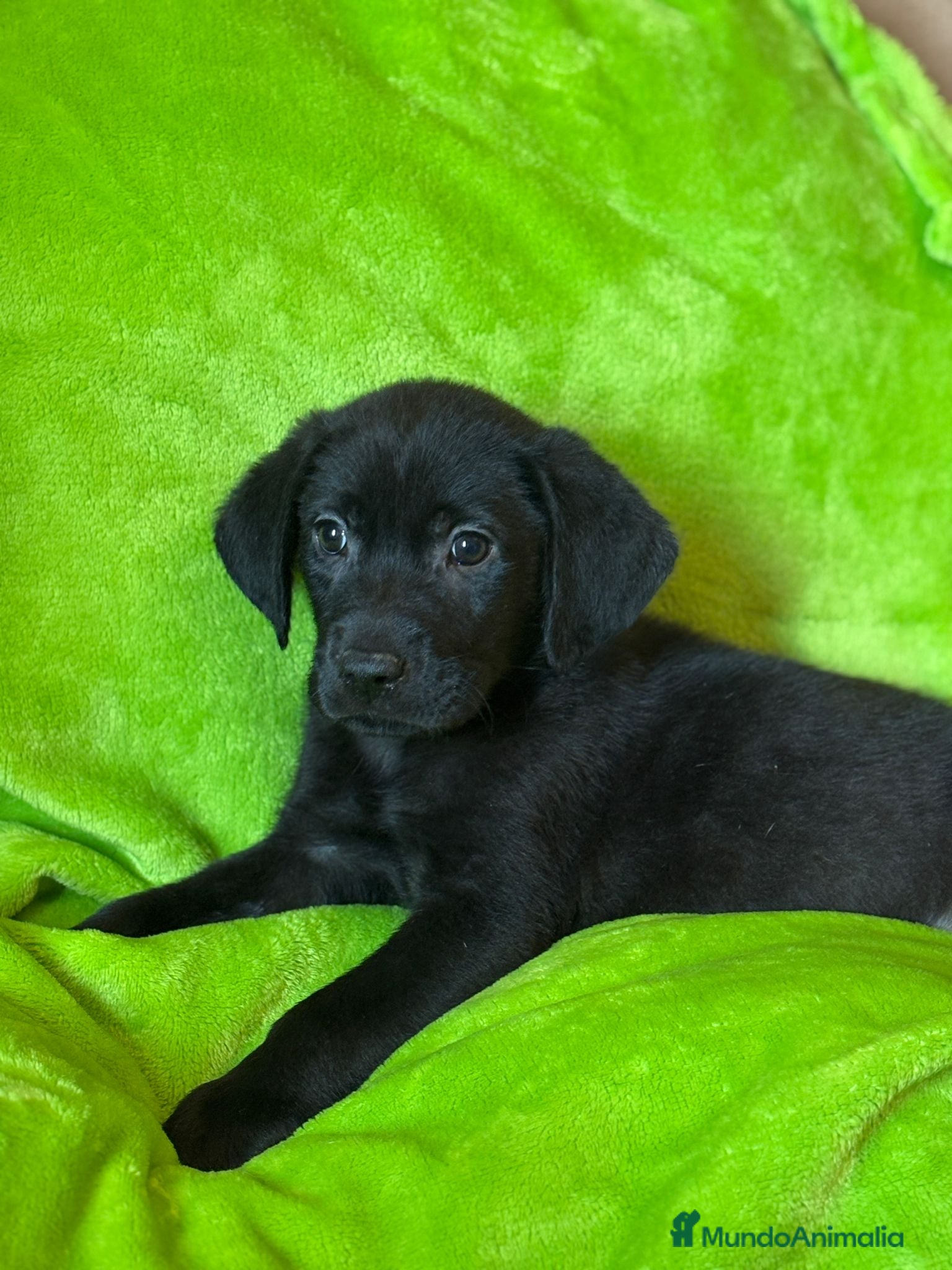 Labrador Retriever perros en venta: Último Labrador Negro macho !! - Anuncio 5