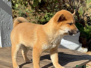 Shiba Inu perros Shiba Inu MACHOS rojos Disponibles Preciosos - Anuncio 2