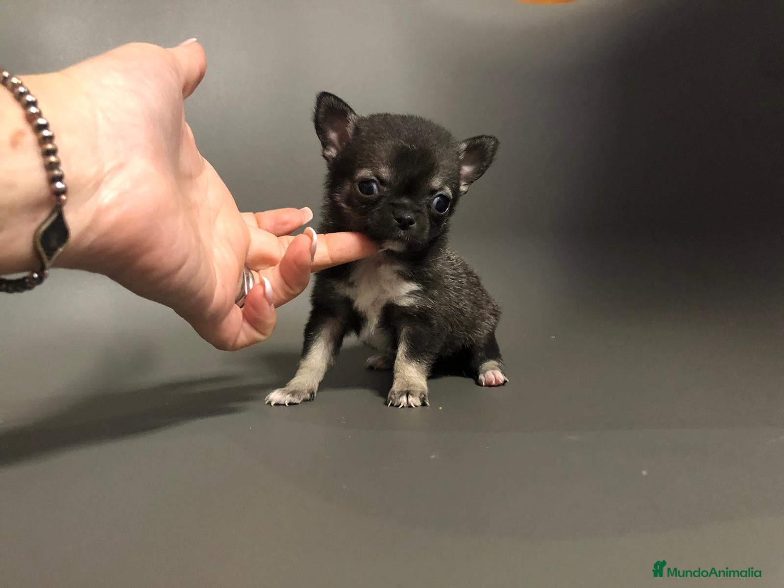 Chihuahua perros en venta: Chihuahua mini - Anuncio 4