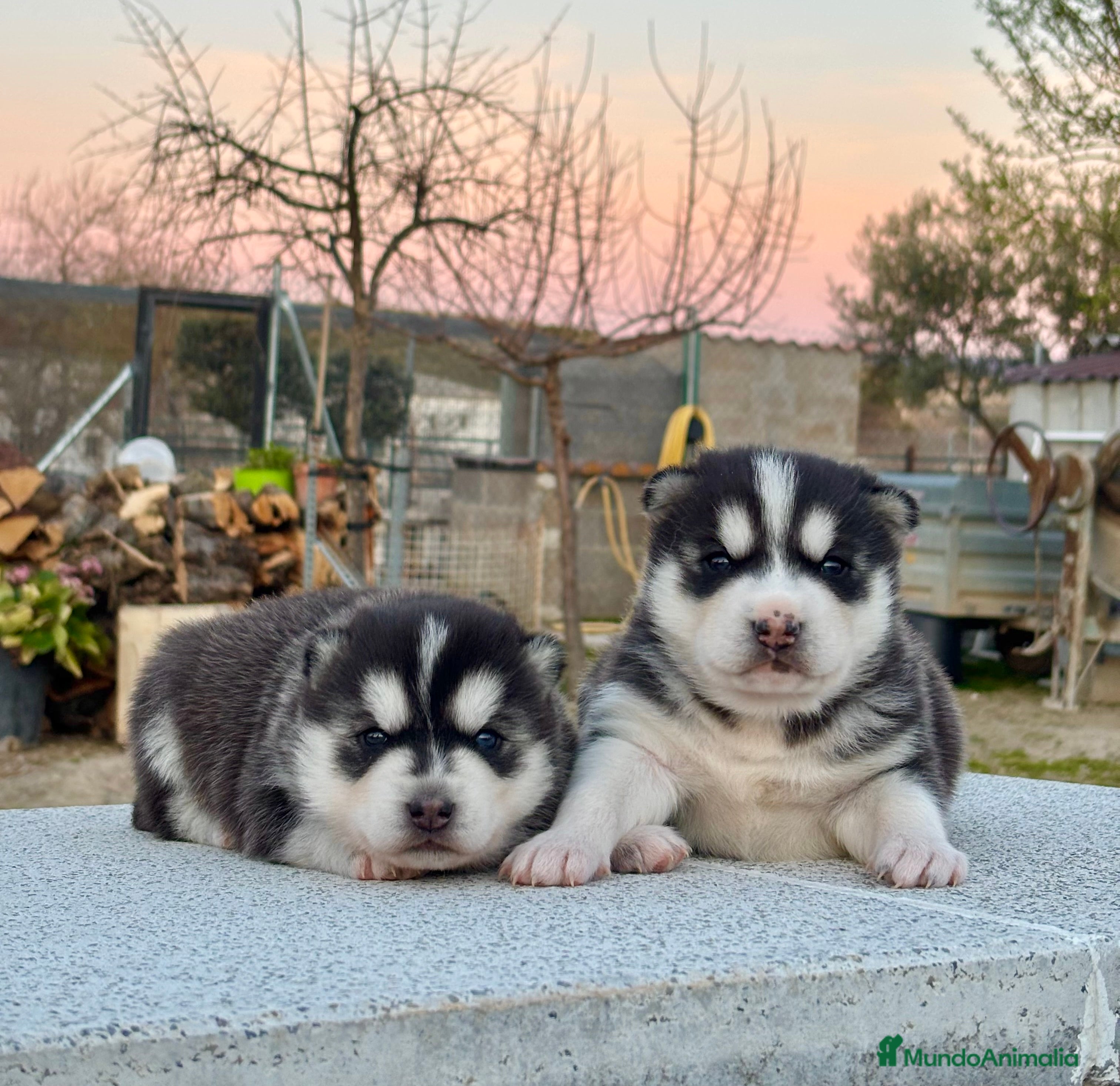 Husky Siberiano perros Preciosa camada husky siberiano  - Anuncio 2