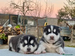 Husky Siberiano perros Preciosa camada husky siberiano - Anuncio 2