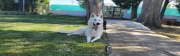 Pastor Blanco Suizo perros en venta: LOBOS DE AGONCILLO. Camada disponible de cachorros - Anuncio 12
