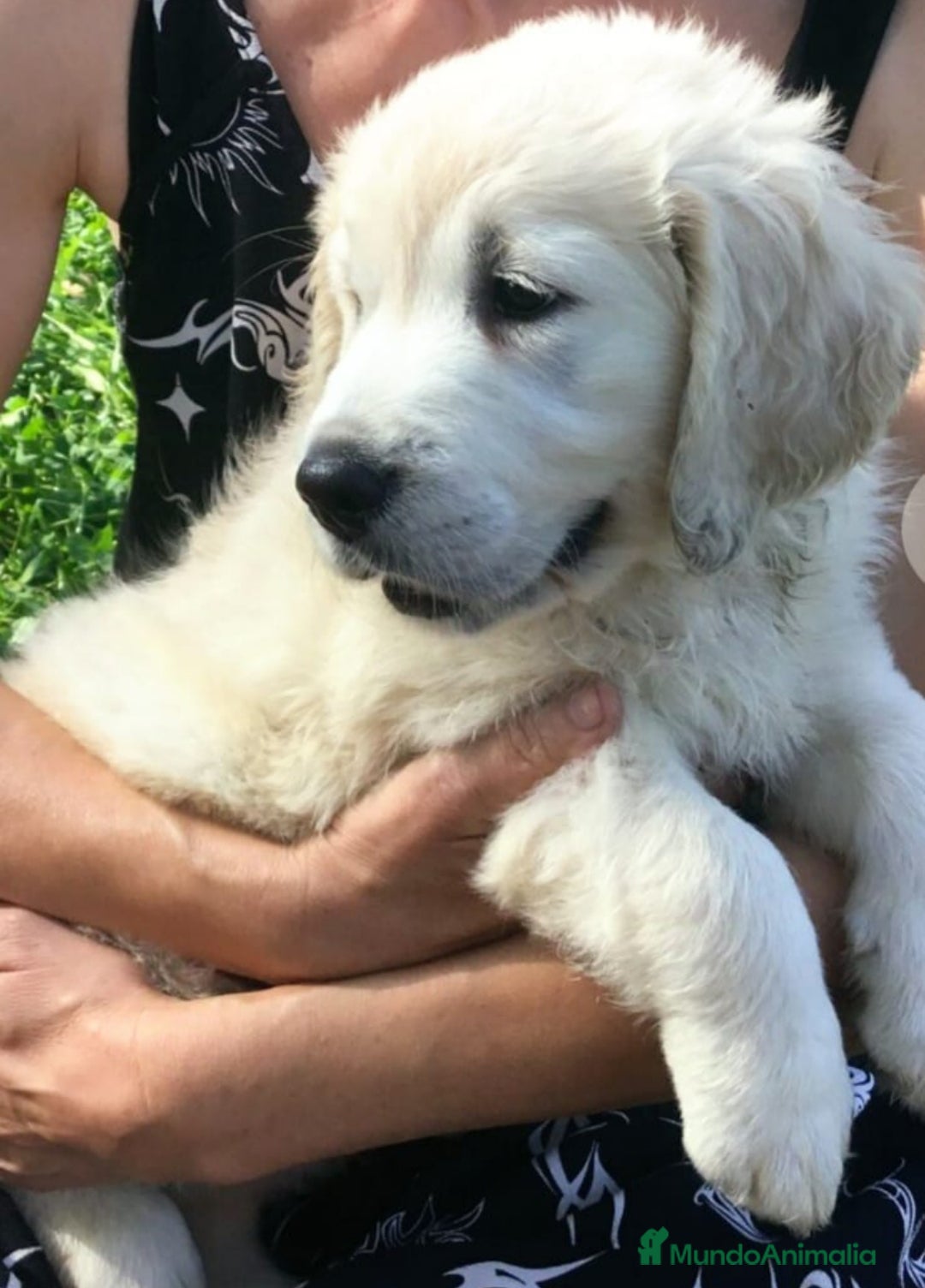 Golden Retriever perros en venta: CACHORROS DE GOLDEN RETRIEVER  - Anuncio 3