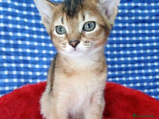 Abisinio gatos Abisinio Hembra de Mia 4175 - AQUANATURA en Barcelona - Anuncio 2
