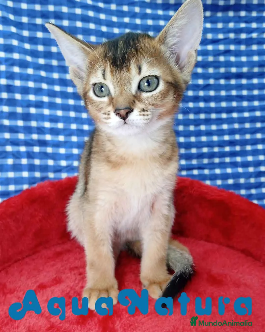 Abisinio gatos en venta: Abisinio Hembra de Mia 4175 - AQUANATURA en Barcelona - Anuncio 1