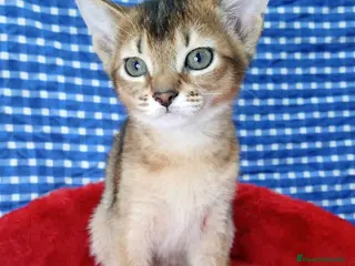 Abisinio gatos Abisinio Hembra de Mia 4175 - AQUANATURA en Barcelona - Anuncio 11