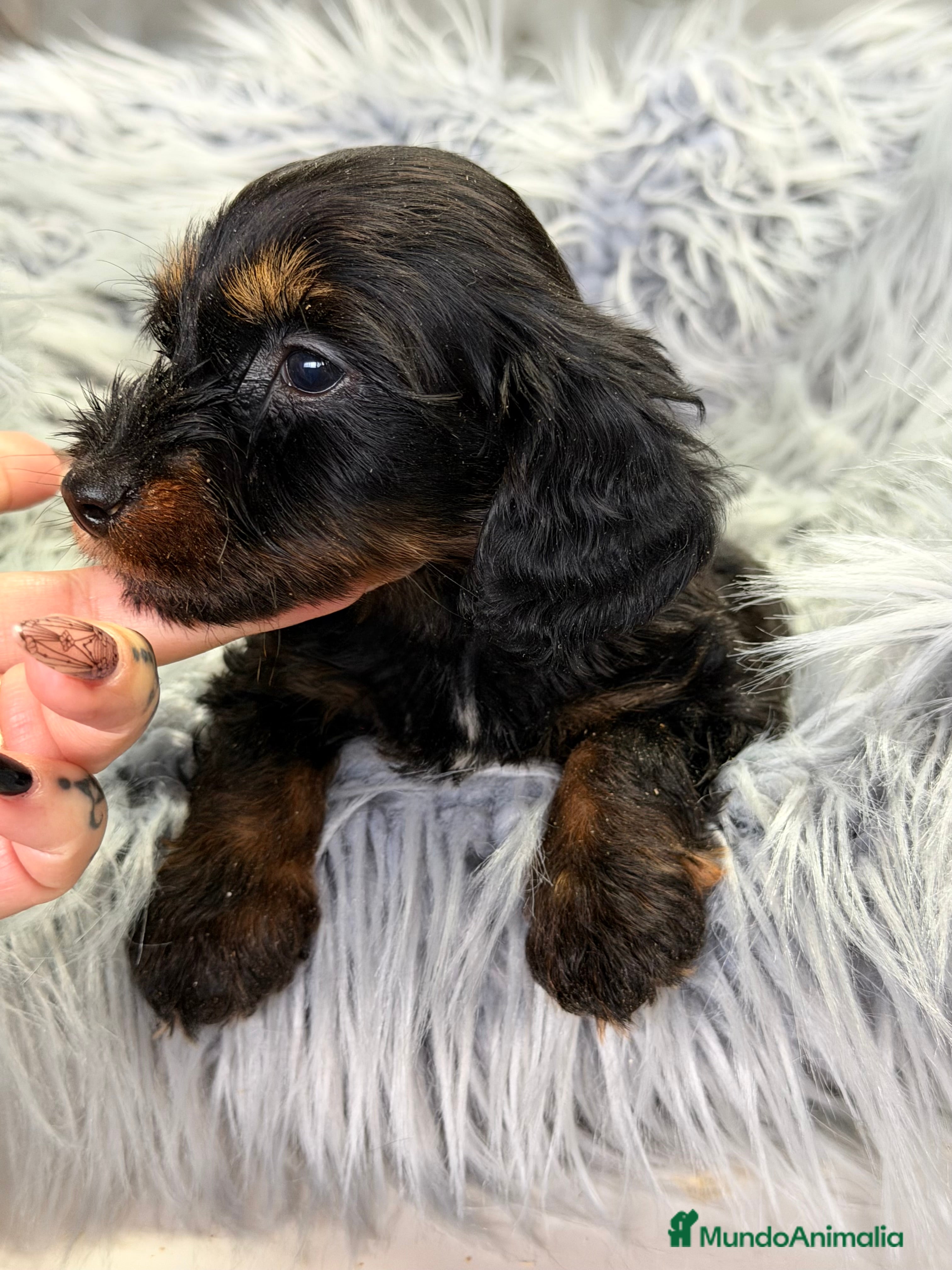 Teckel Miniatura perros Teckel pelo largo Kaninchen  - Anuncio 2