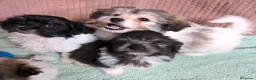 Bichón Habanero perros en venta: Machitos de bichon habanero - Anuncio 5