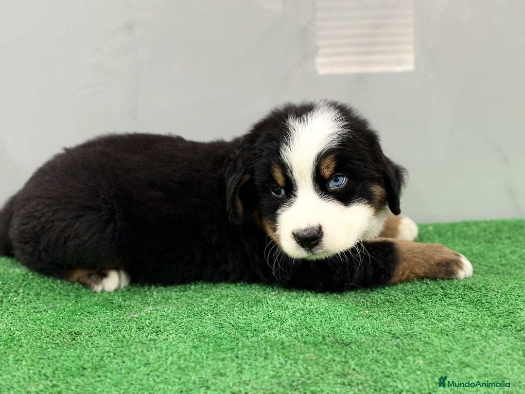 Boyero de Berna perros en venta: hermosa camada de boyero - Imagen 3