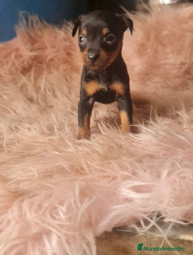 Chihuahua perros Hembras mini - Anuncio 35