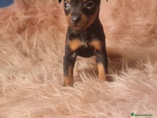 Chihuahua perros Hembras mini - Anuncio 35