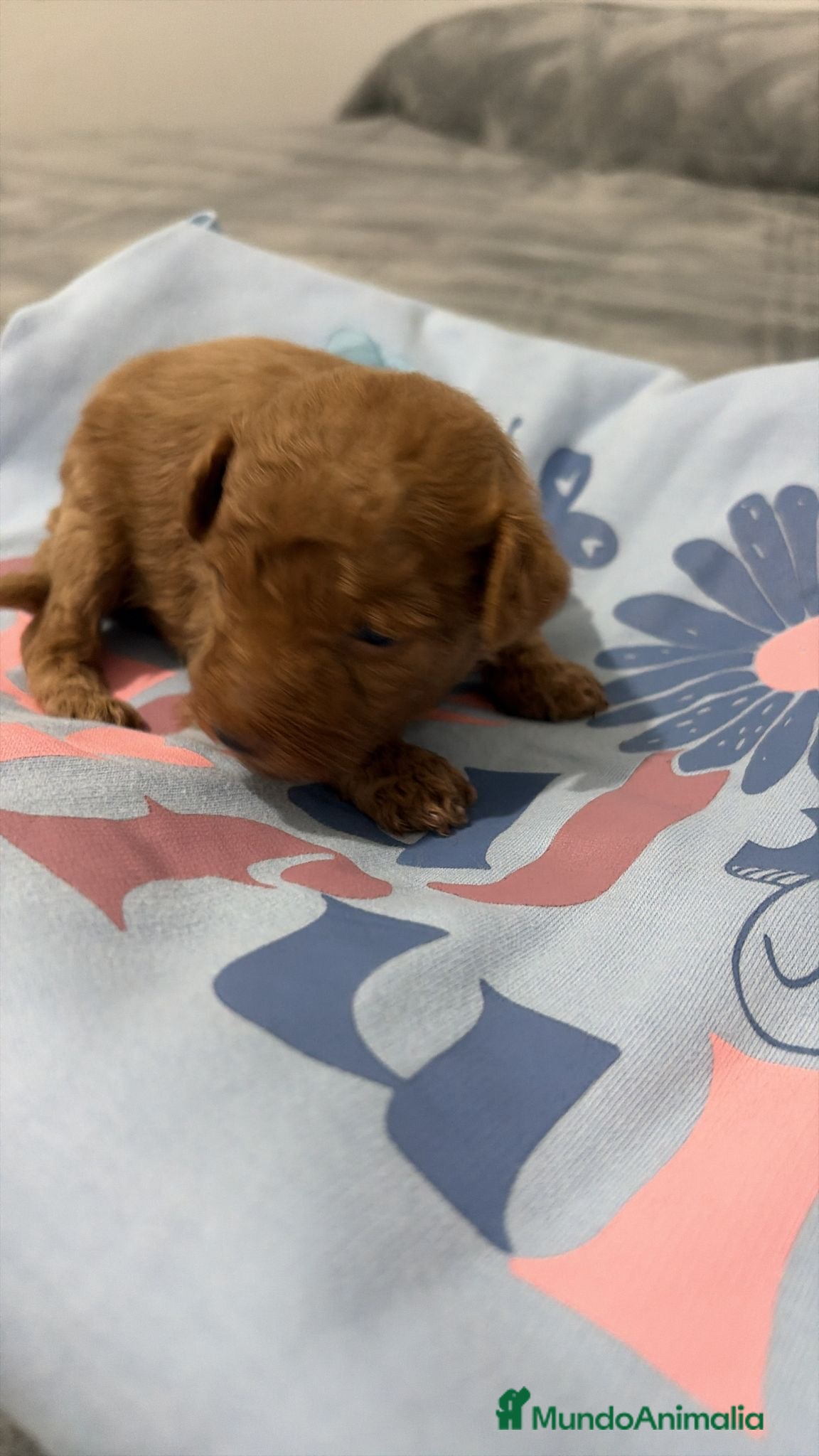 Caniche Toy perros Caniche Toy rojo — Cachorros disponibles ✨ - Anuncio 3