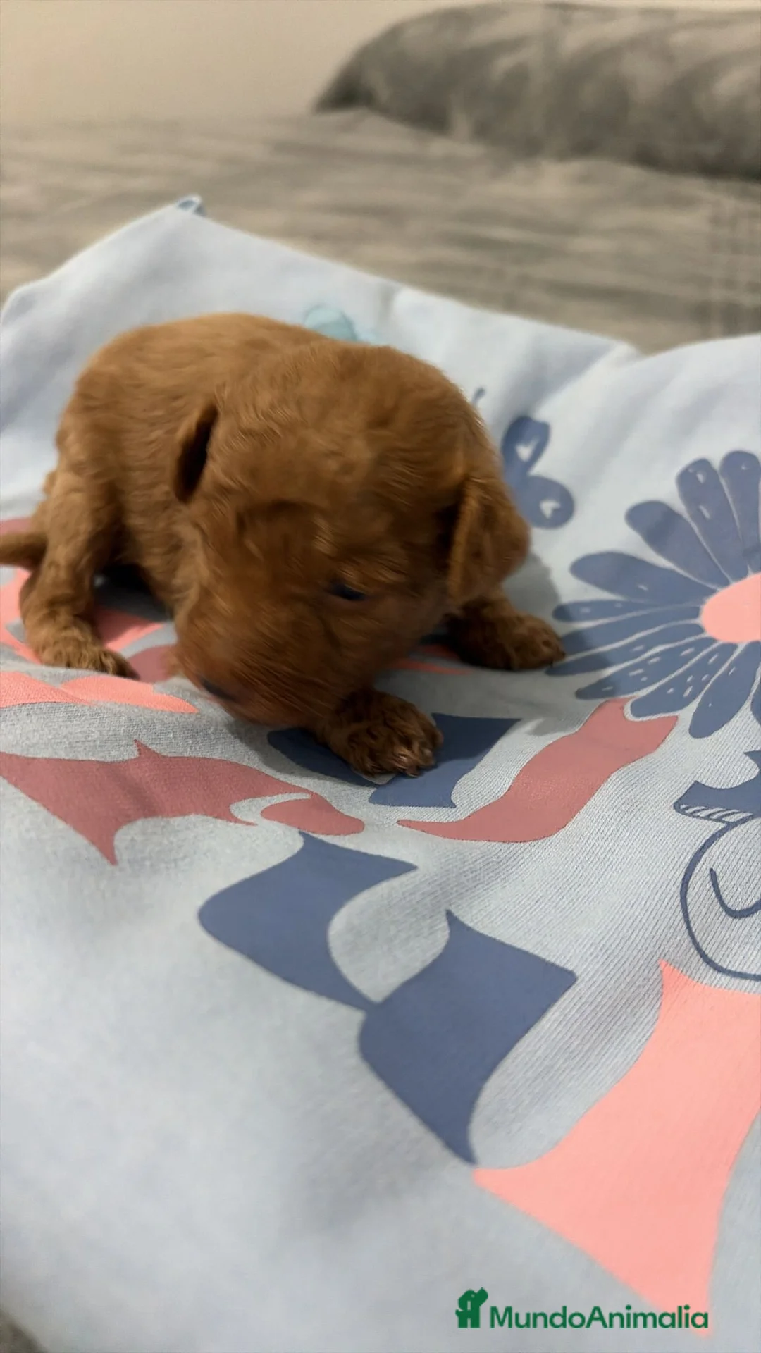 Caniche Toy perros en venta: Caniche Toy rojo — Cachorros disponibles ✨ - Anuncio 1