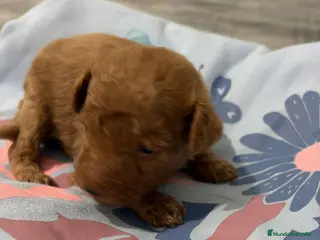 Caniche Toy perros Caniche Toy rojo — Cachorros disponibles ✨ - Anuncio 3