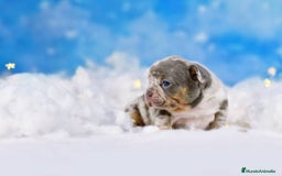 Bulldog Francés perros en venta: BULLDOG FRANCES EXOTICO  - Anuncio 4