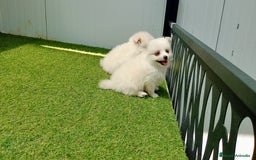 Pomerania perros en venta: Lulu Pomerania  - Imagen 4