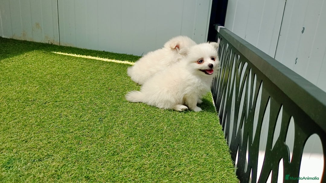 Pomerania perros en venta: Lulu Pomerania  - Imagen 4
