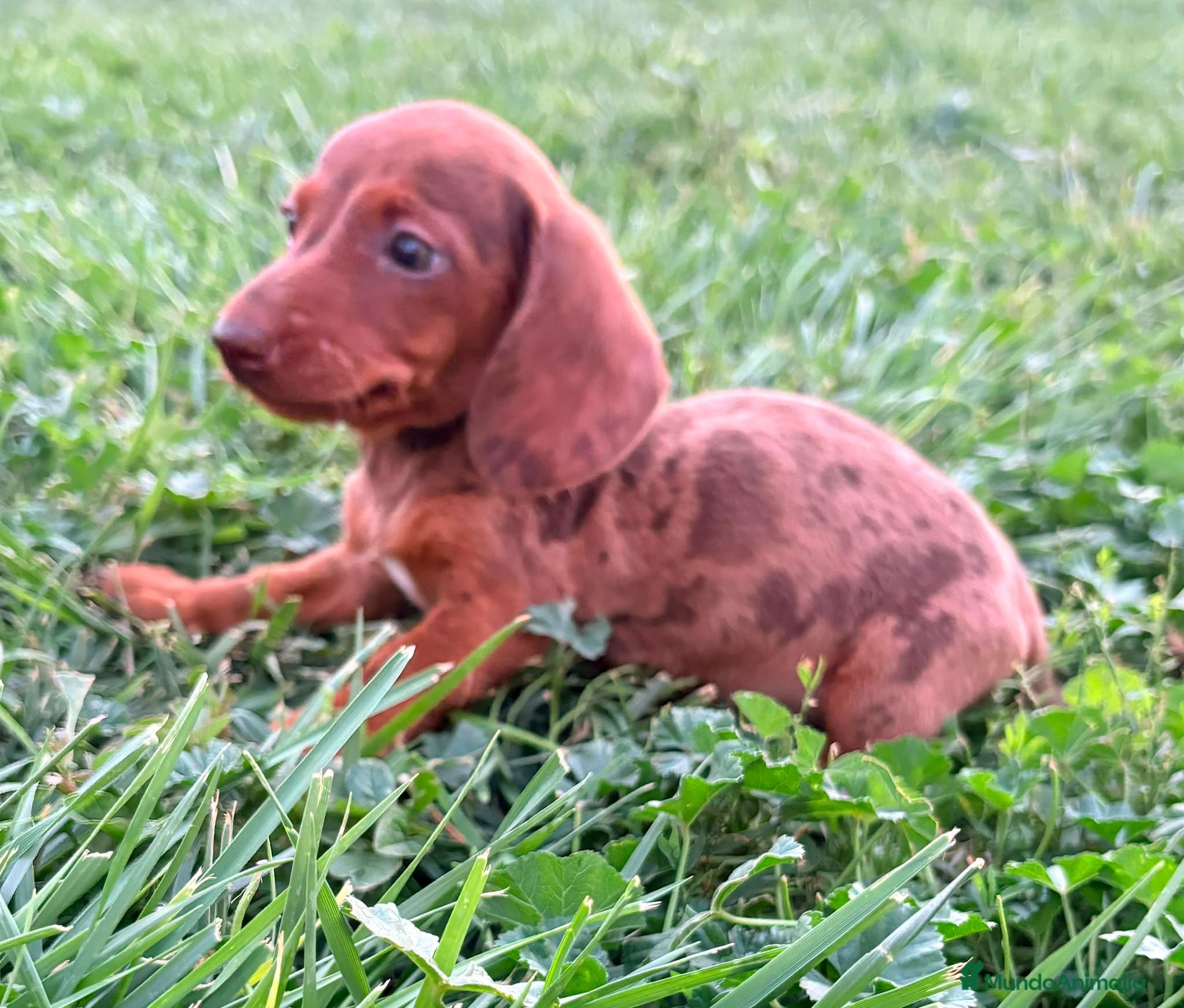 Teckel Miniatura perros Teckel Kaninchen Merle chocolate - Anuncio 4