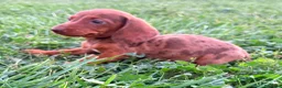 Teckel Miniatura perros en venta: Teckel Kaninchen Merle chocolate - Anuncio 1