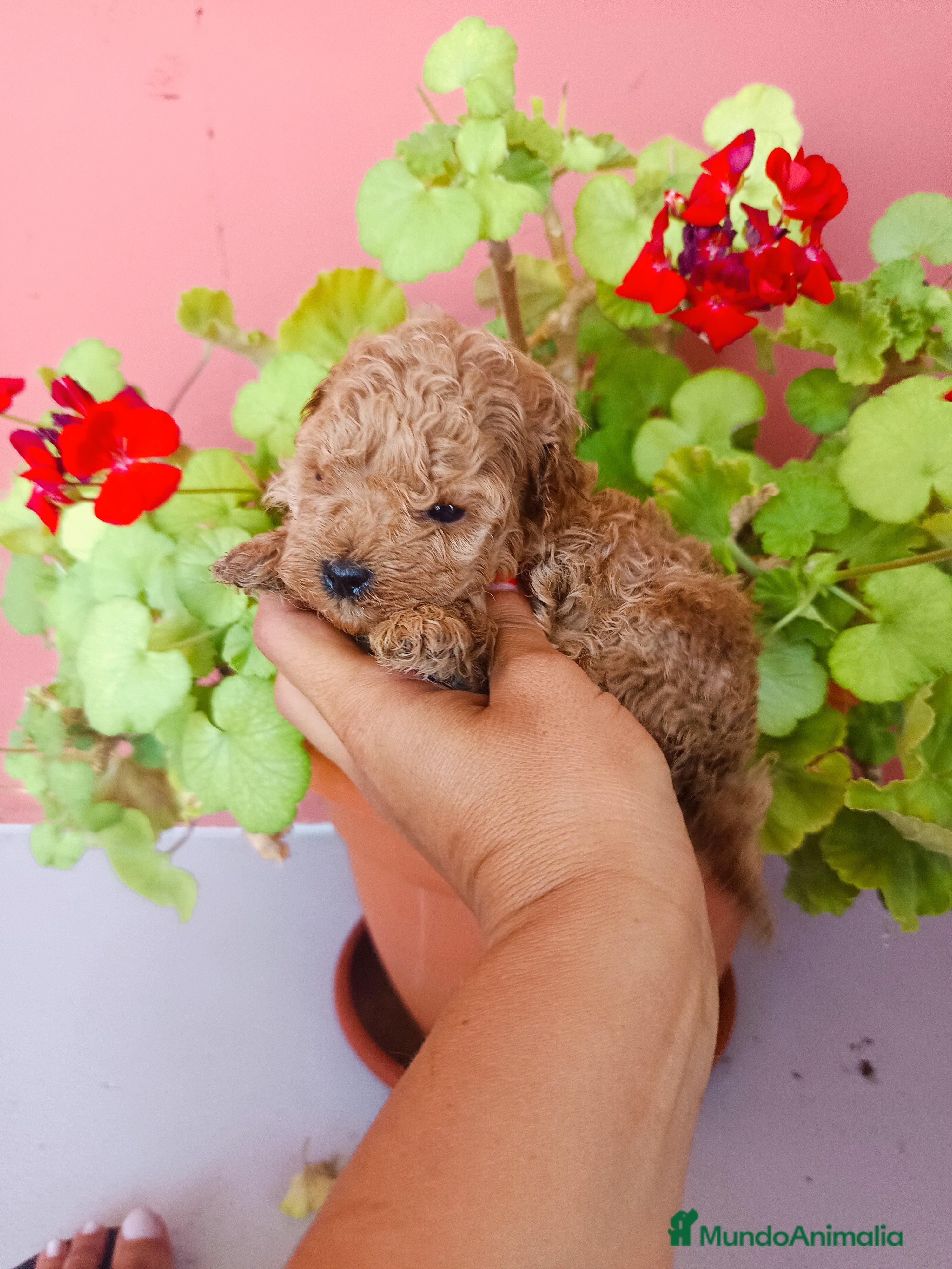 Caniche Toy perros Caniche toy - Anuncio 2