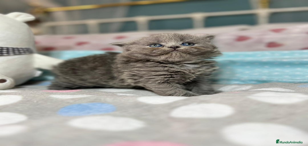 Imagen de galería {{count}}